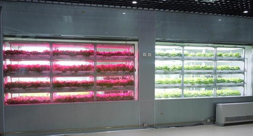 高光效低能耗LED智能植物工廠 系統集成的關鍵技術工程
